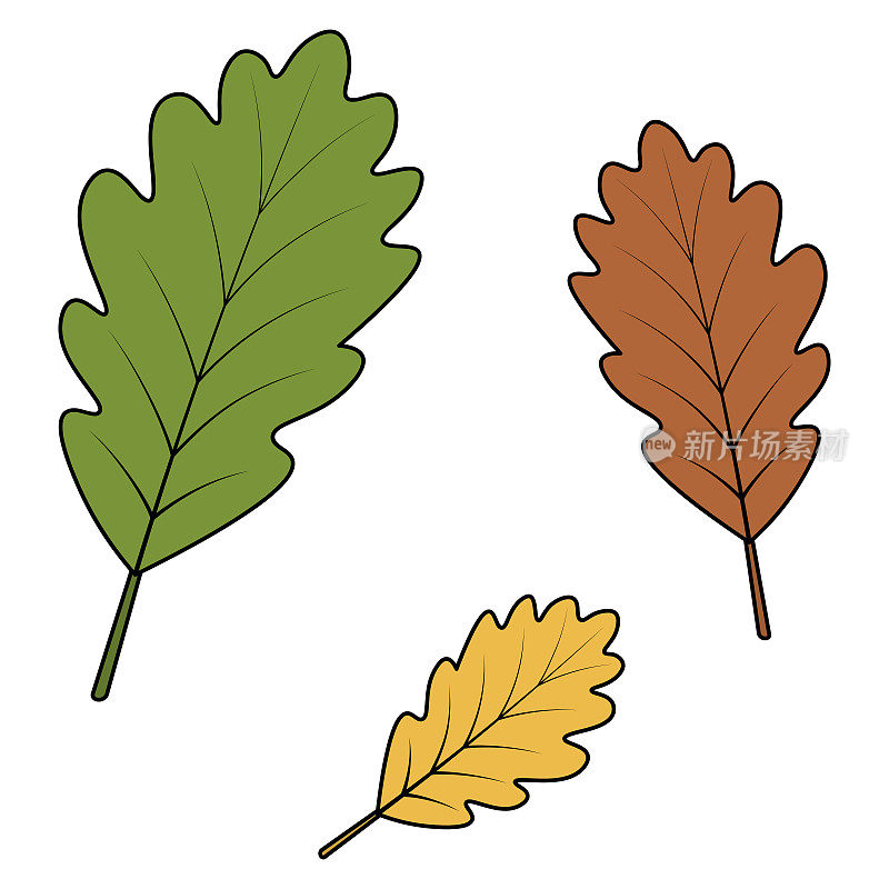 橡树的叶子。树的绿色部分，带有卡通风格的纹路。一套彩色的树叶。