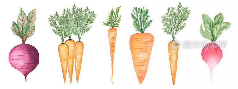 水彩手绘蔬菜套装。新鲜食物插图。甜菜根剪贴画，胡萝卜根，萝卜剪贴画。