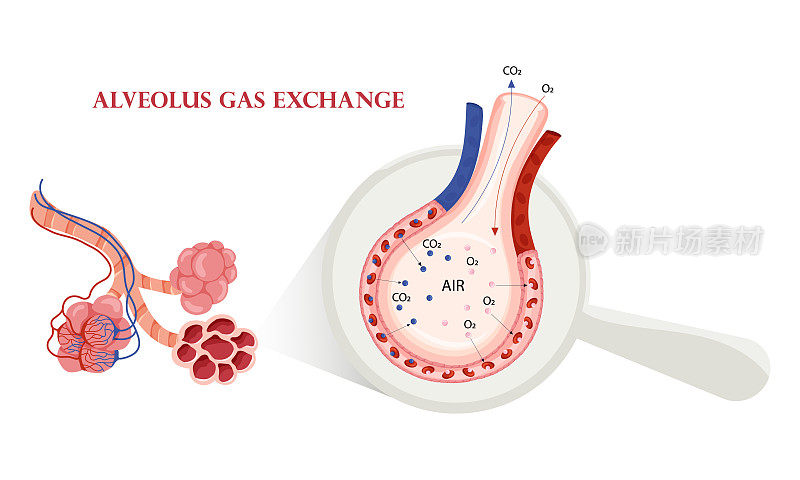 肺泡氧和二氧化碳交换