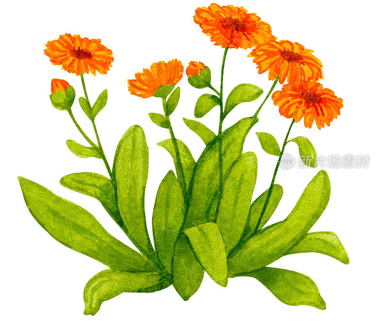 开花的金盏花植物。水彩画的主题是园艺、春苗、生长花卉、收获、生物制品。