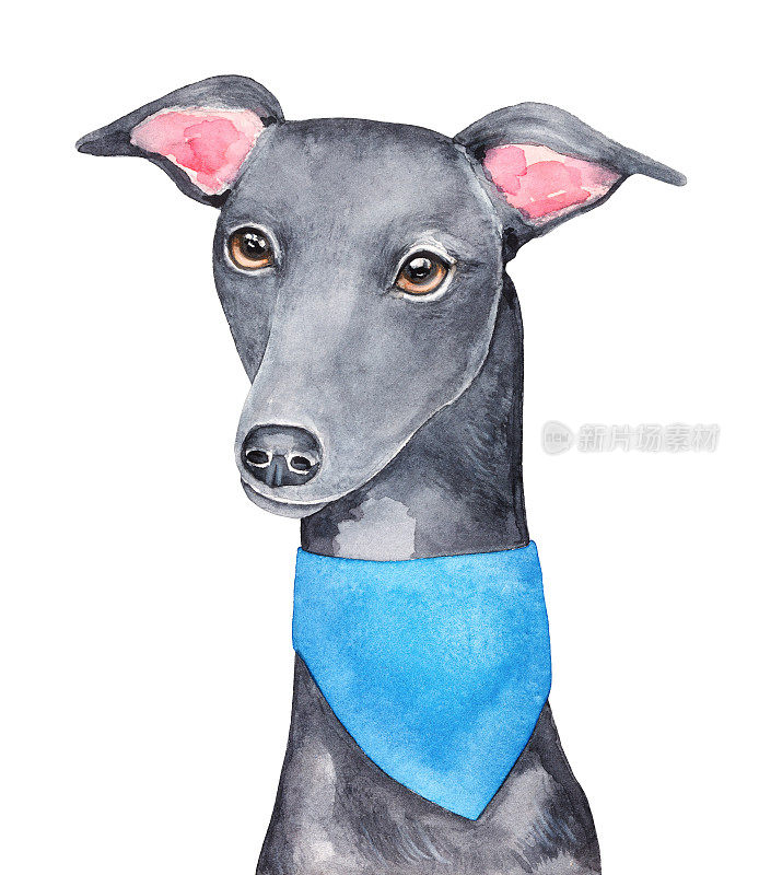美丽的黑色灰狗穿着经典的蓝色大手帕水彩画插图。