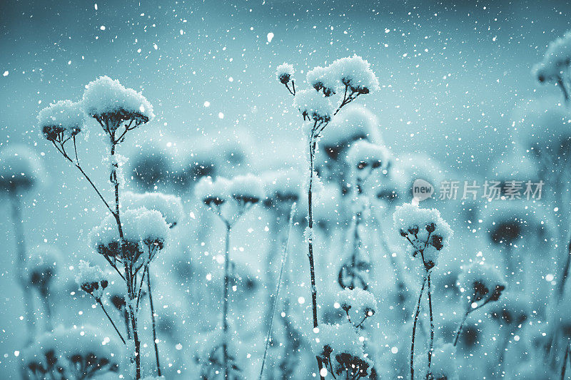 冬天的场景-霜冻的植物被雪覆盖