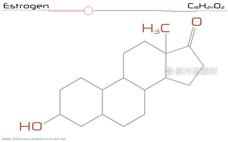 分子的雌激素