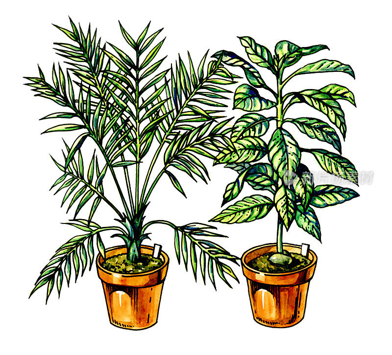 室内植物。植物学