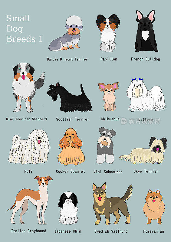 一组小型犬品种手绘图