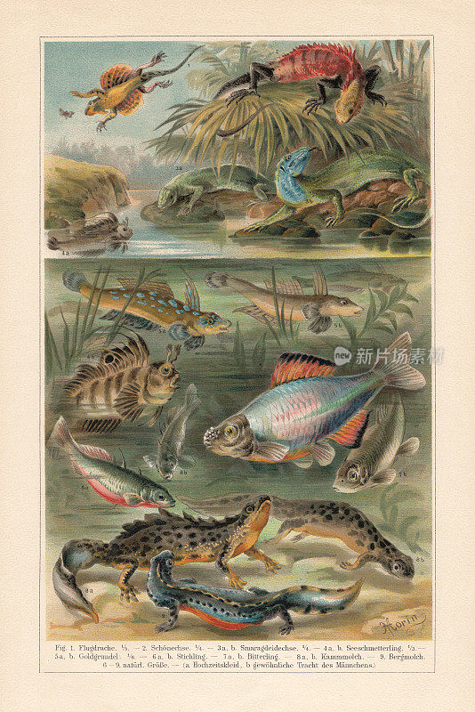 蜥蜴、两栖动物和鱼类的性别二型，彩色石刻，出版于1897年