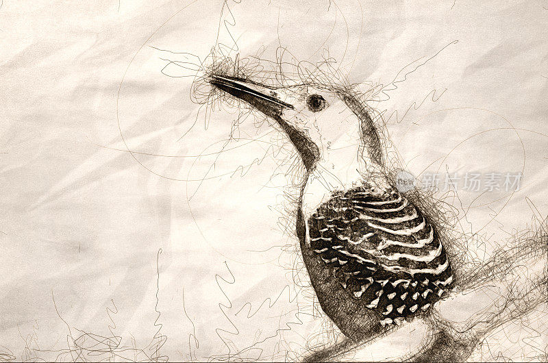 红腹啄木鸟剖面图