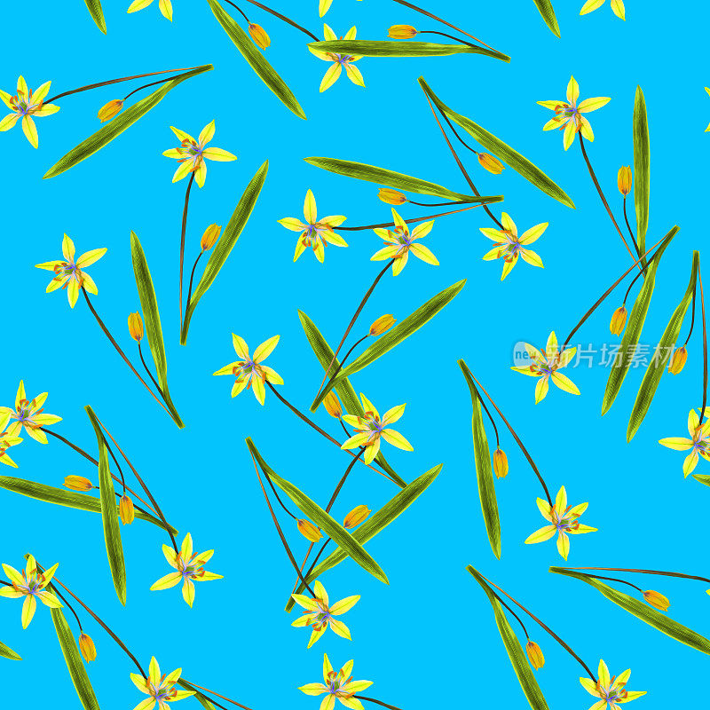 斯库拉,蓝铃报春花。花型纹理无缝。花背景，照片拼贴