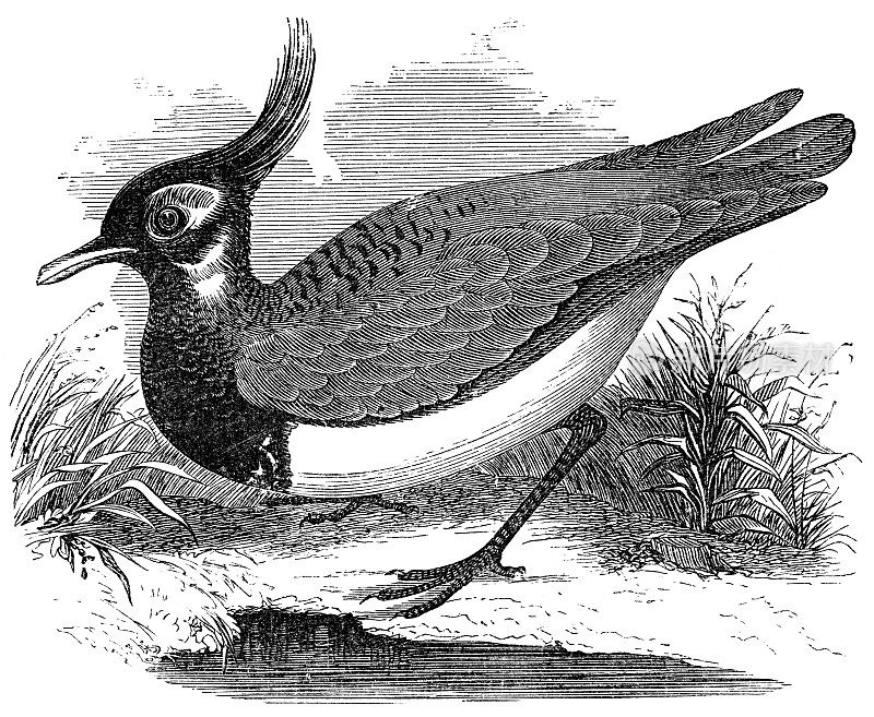 北田凫鸟――19世纪