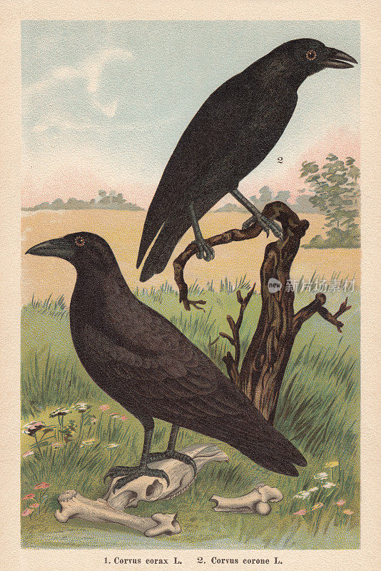 北方乌鸦和腐尸乌鸦，色版画，出版于1896年