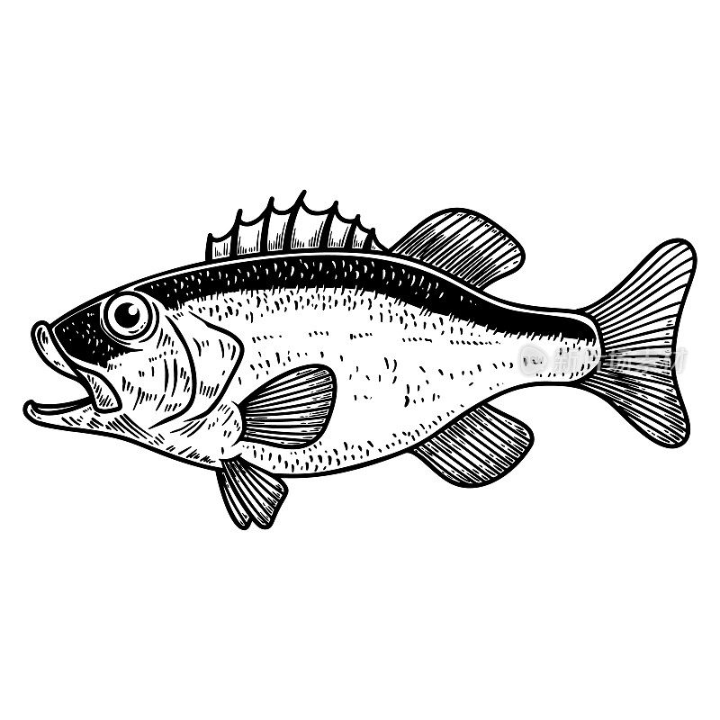 雕刻风格的鲈鱼插图。设计元素的标签，标志，海报，t恤。矢量图