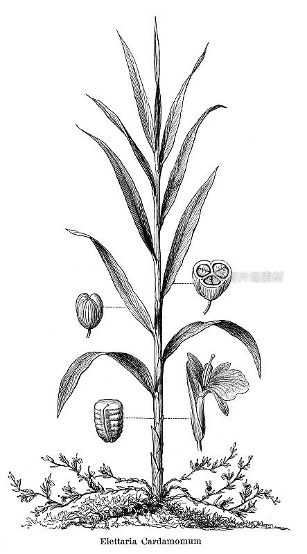 真正的小豆蔻香料植物插图1897