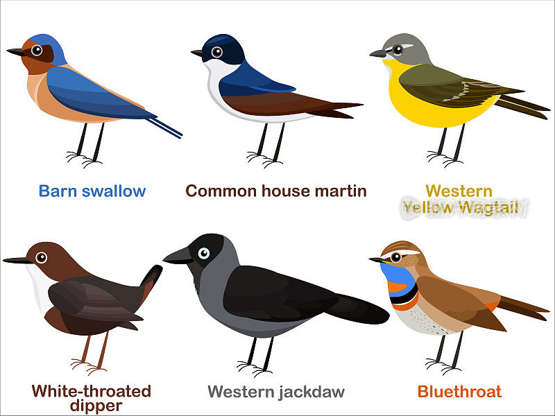 可爱的欧洲鸟类卡通-家燕，家燕，黄鹡鸰，白喉北斗七星，西部寒鸦，蓝喉