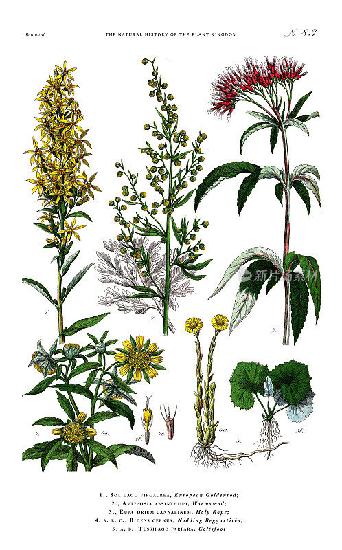 开花植物，植物王国，维多利亚植物插图，大约1853年