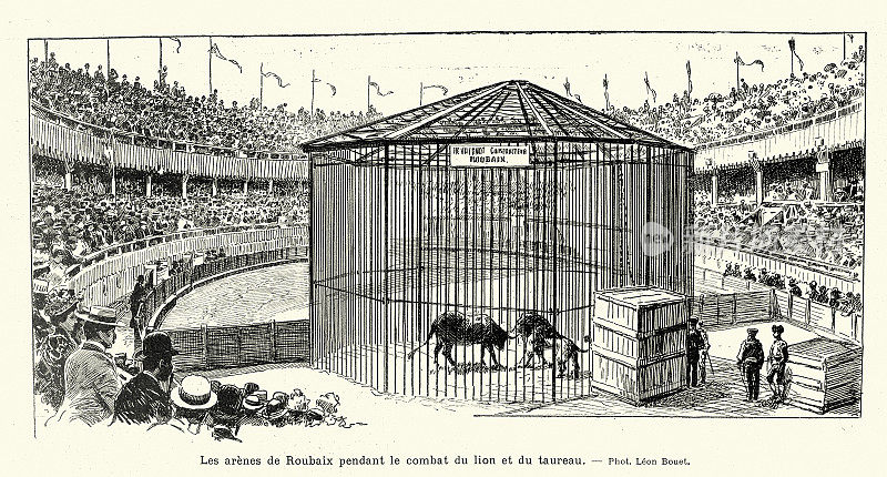 斗牛的历史，19世纪90年代，法国鲁贝竞技场，一头狮子和一头公牛之间的搏斗。