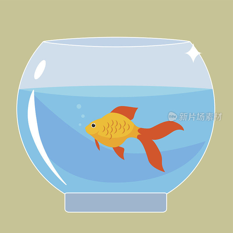 鱼缸里的金鱼