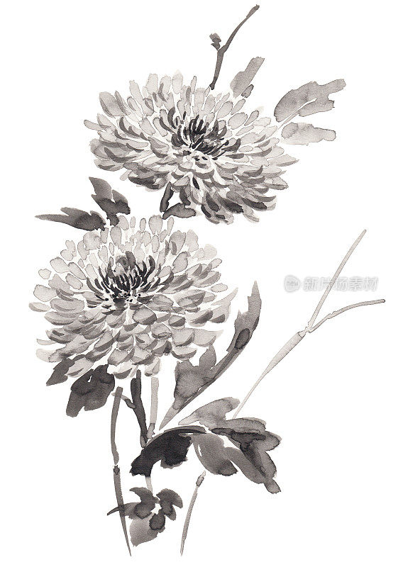 两朵菊花的水墨插图。烟灰墨的风格。