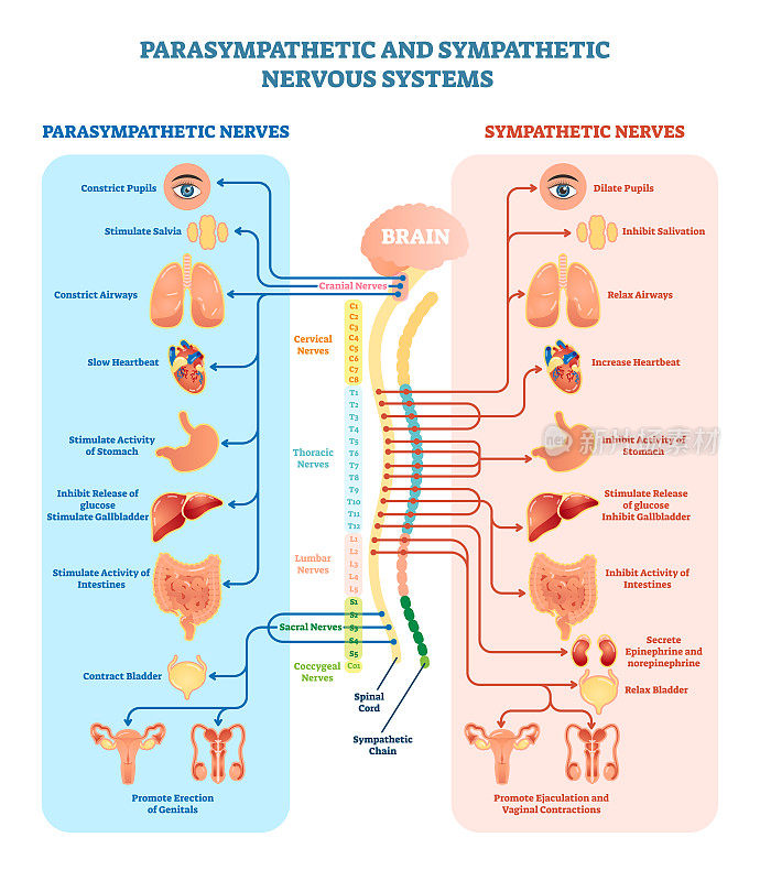 人体神经系统医学载体图解与副交感神经和交感神经以及所有相连的内脏器官。