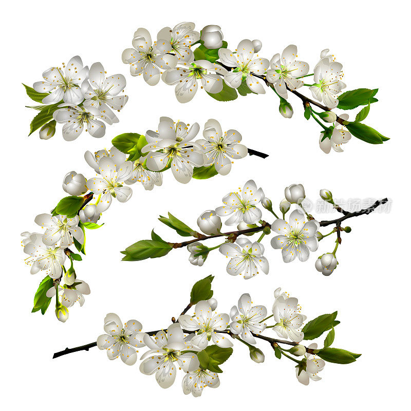 一组樱花盛开的白色花朵