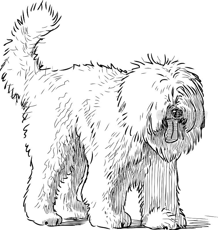 一只毛茸茸的狗的素描