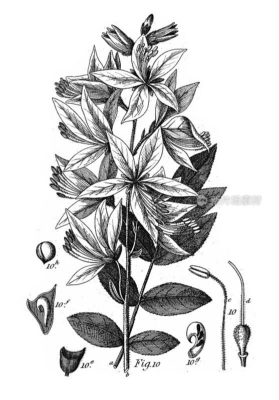 白鲜，多科栽培植物，多为雕花古插图，1851年出版