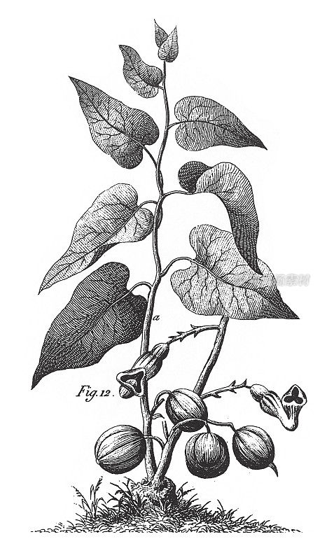 弗吉尼亚蛇根，芳香植物雕刻古董插图，1851年出版