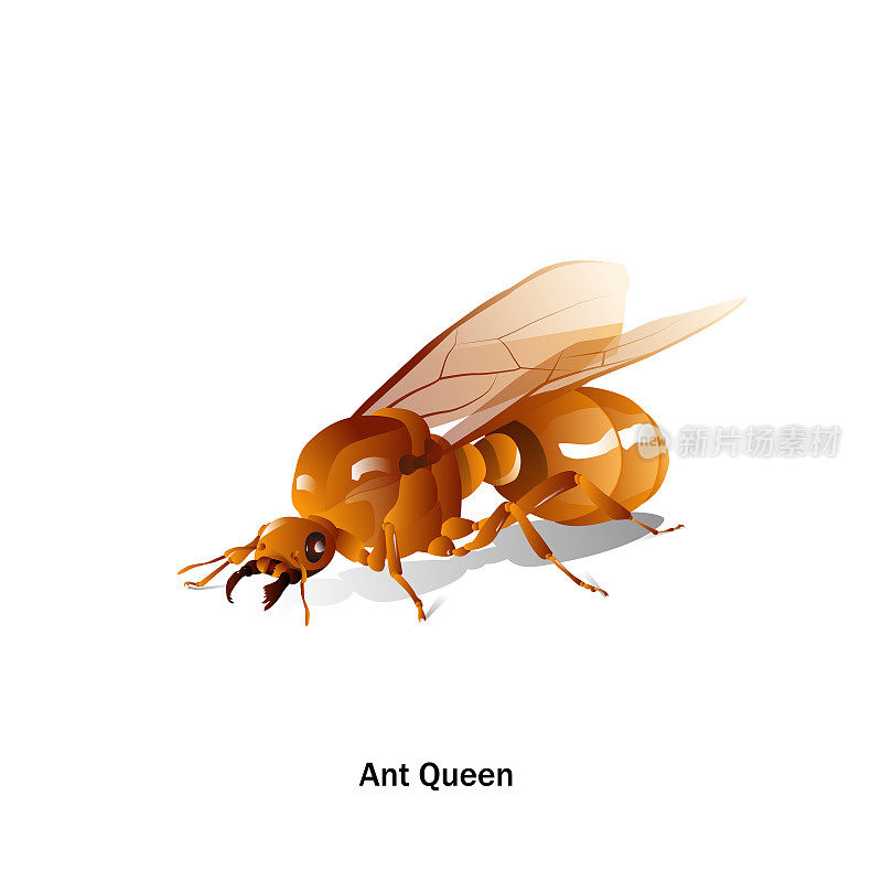 蚂蚁皇后向量