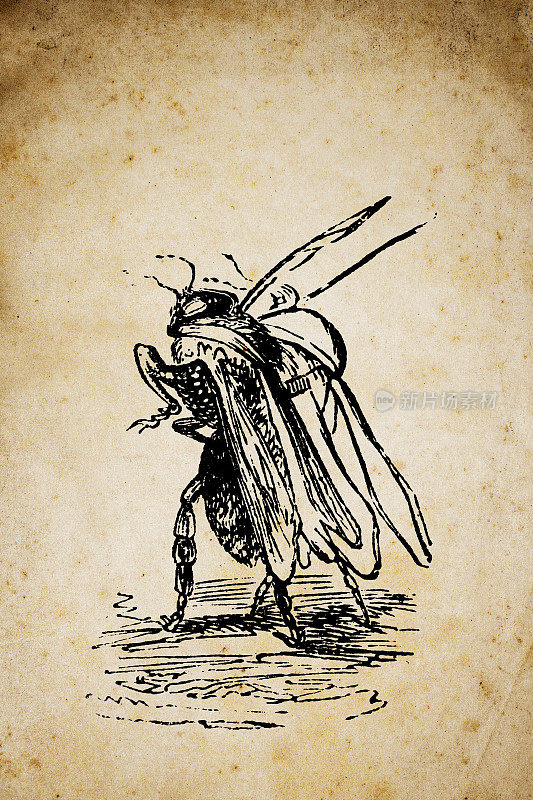 人性化动物插图:昆虫行进