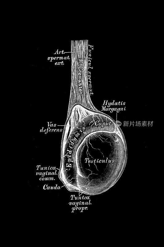 右睾丸和睾丸下