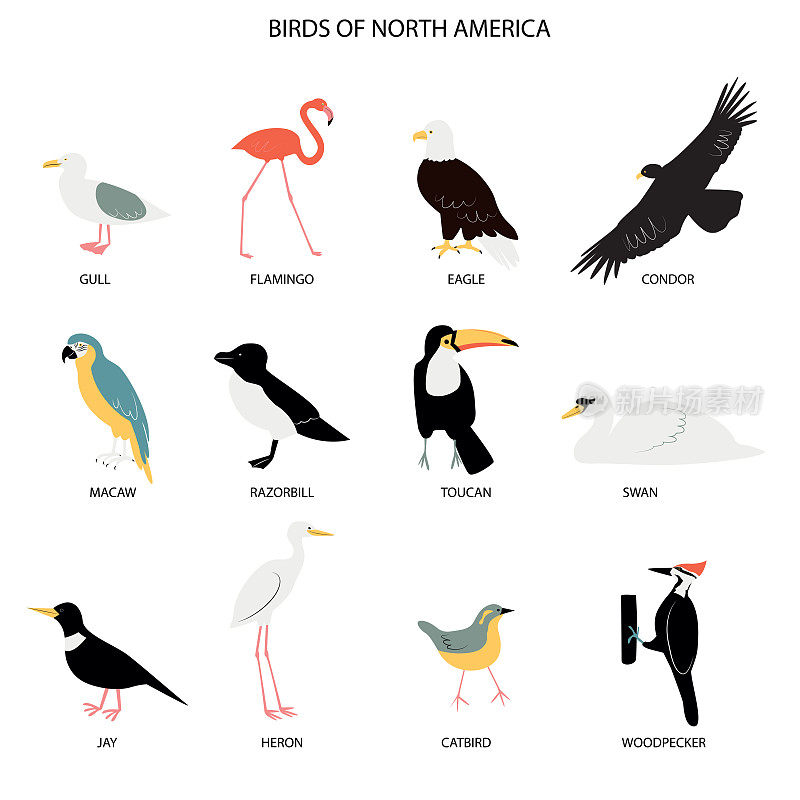 插图与鸟类的北美-海鸥，火烈鸟，鹰，秃鹰，金刚鹦鹉，剃刀喙，杰伊，苍鹭，巨嘴鸟，天鹅，猫鸟，啄木鸟。
