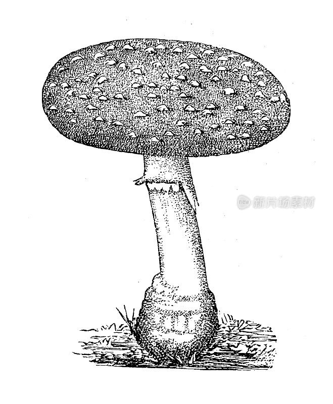 古董植物学插图:毒鹅膏菌、木耳