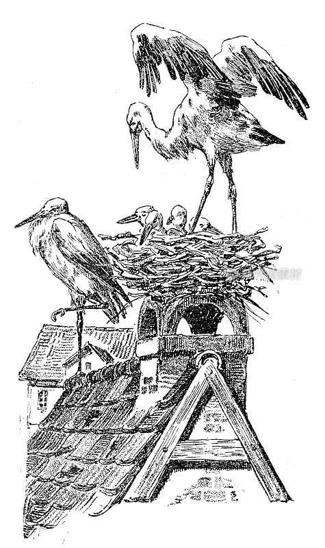 鹳巢雕刻1899