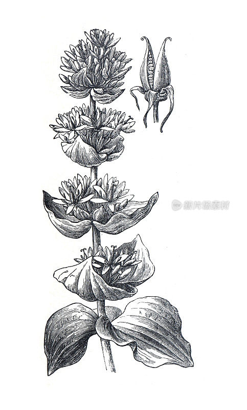 黄龙胆是一种多年生草本植物。(恩赞)花蕾和花。手绘雕刻插图在白色背景。有机草本植物。