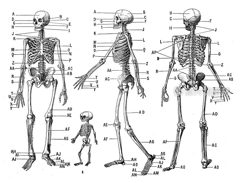 古玩插画:人体骨架(及儿童)