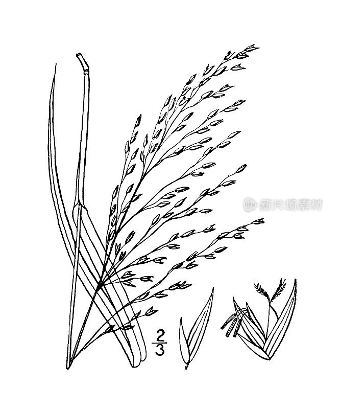 古植物学植物插图:白穗，高而光滑的白穗