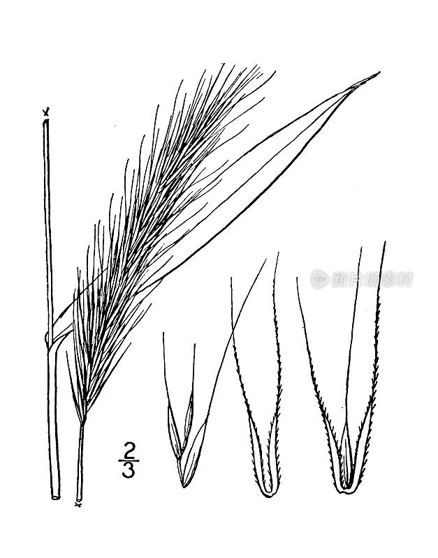 古董植物学植物插图:加拿大披碱草，点头野黑麦