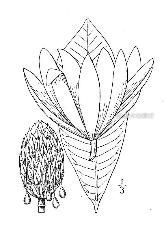 古植物学植物插图:木兰，伞树，麋鹿木