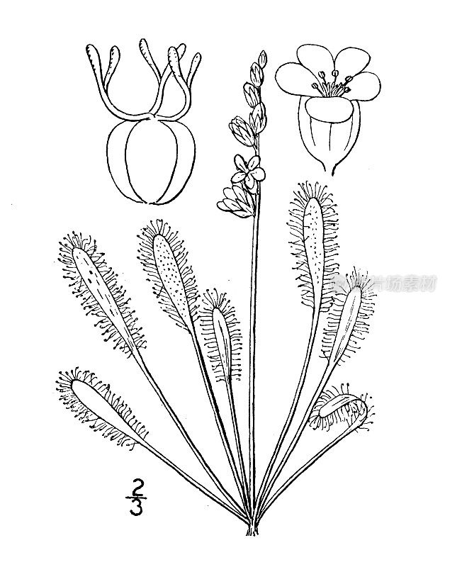 古植物学植物插图:长叶茅膏菜，长方形叶茅膏菜