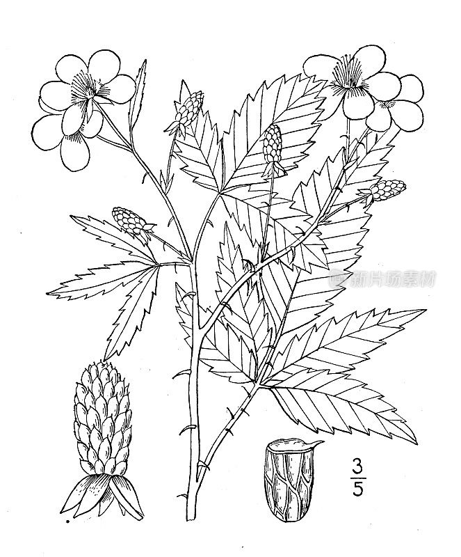 古植物学植物插图:黑莓、山莓