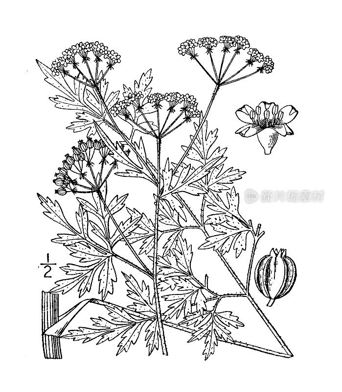 古植物学植物插图:大戟、草甸防风草