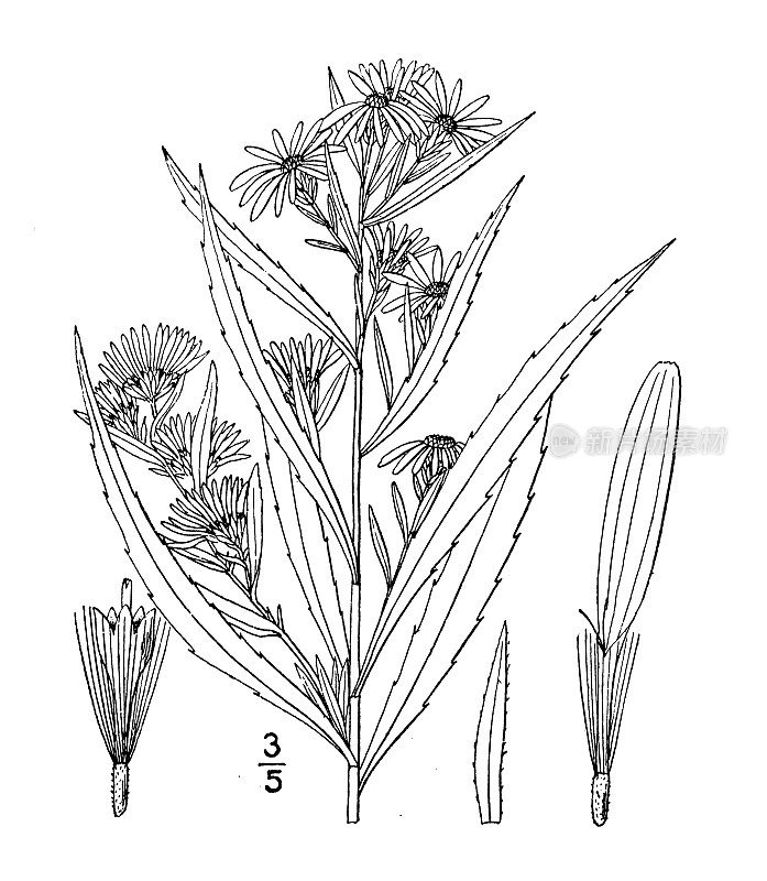 古植物学植物插图:紫菀，高大的白色紫菀