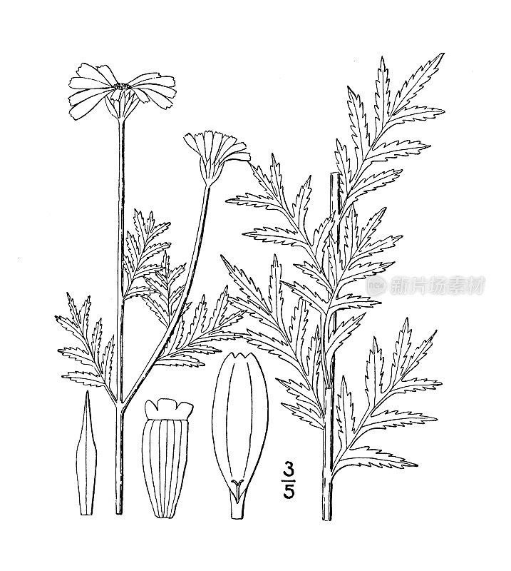 古植物学植物插图:菊花、欧血菊、甘菊