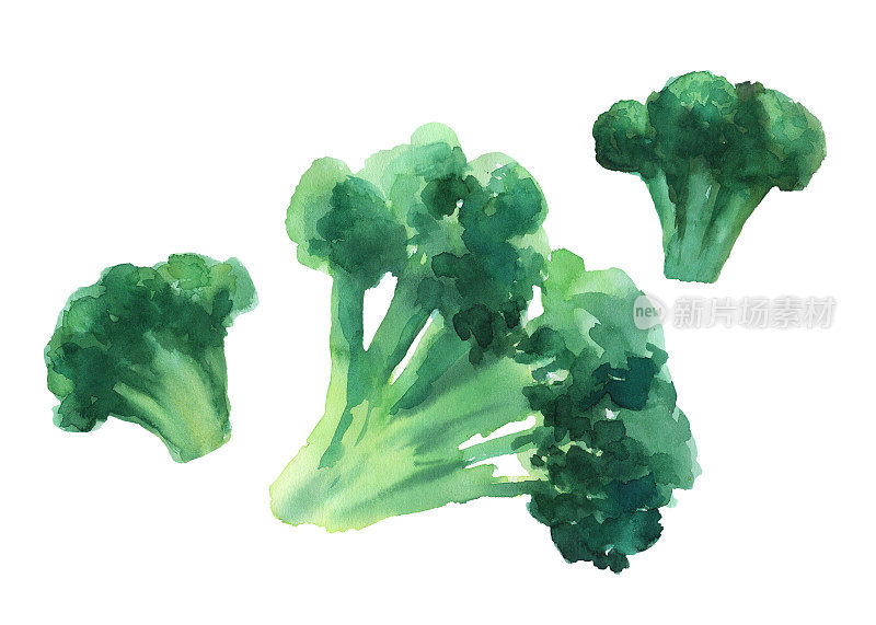 手绘水彩蔬菜西兰花设置孤立的白色背景。为食品设计绘制插图。