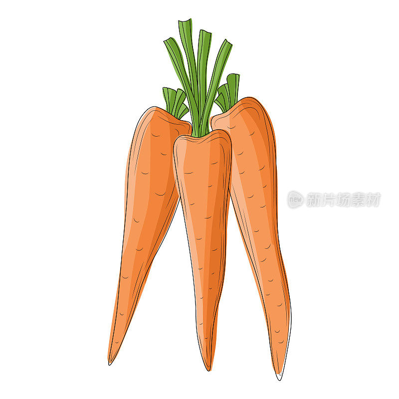 一串卡通风格的胡萝卜，一串孤立在白色背景上的胡萝卜
