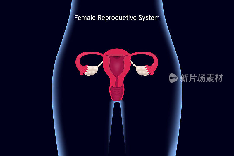 女性生殖系统。子宫、输卵管和卵巢x线透视图。