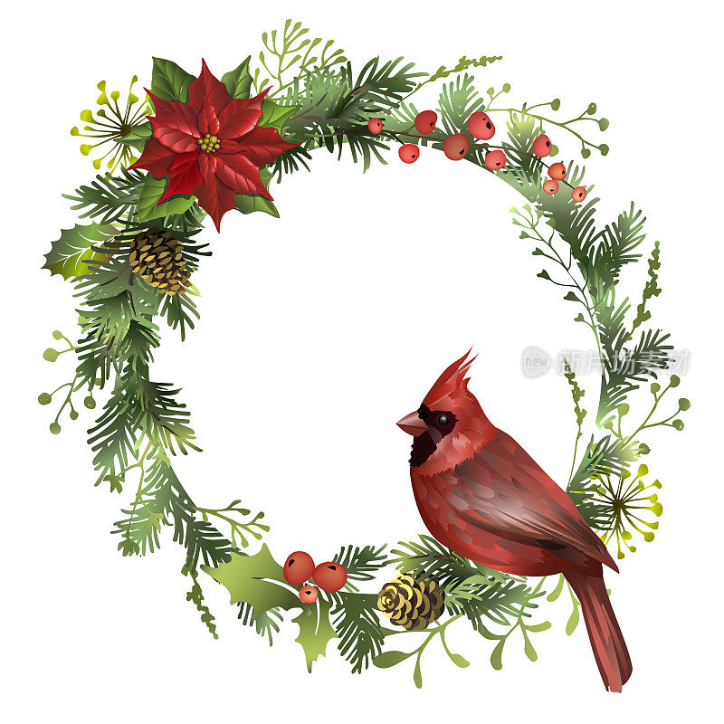 用红色的红雀、松树树枝、红浆果和一品红花围成圣诞画框。有文字空间的贺卡模板。