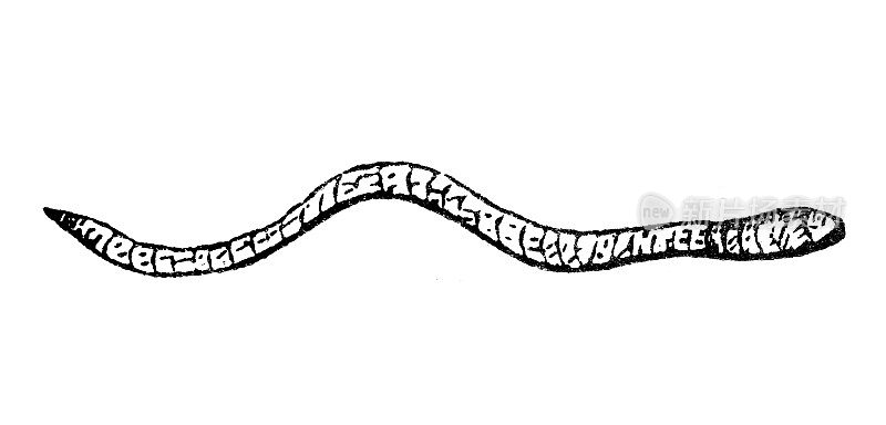 古董雕刻插图:环节动物蠕虫