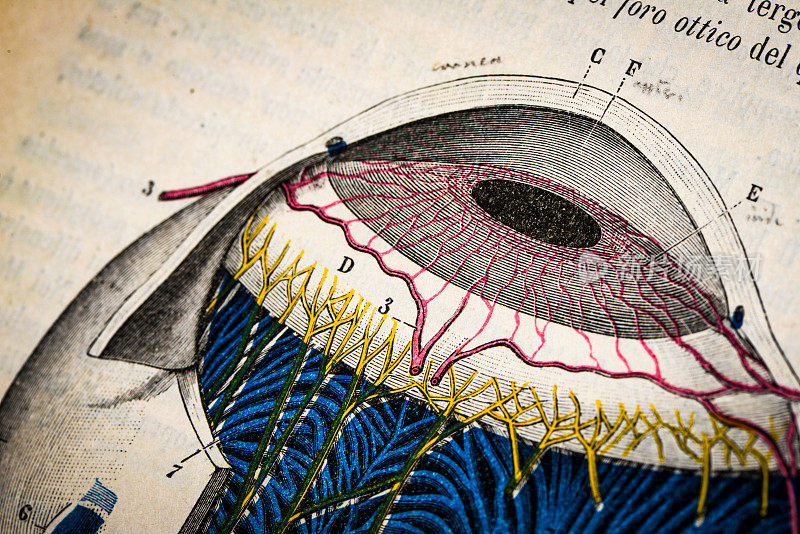 古董医学科学插图高分辨率:眼睛