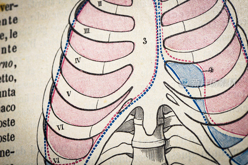 古董医学科学插图高分辨率:胸腔
