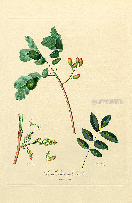 手工着色古董插图，开心果，植物插图，大约1817年